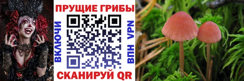 Псилоцибиновые грибы мицелий гидра сайт Неман